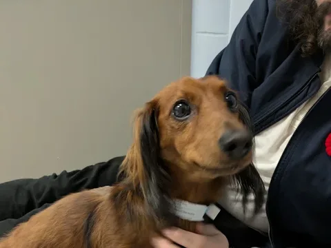 AVC Veterinary Teaching Hospital