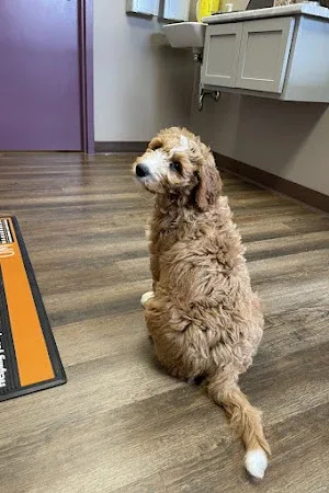 Cross Roads Animal Health Centre