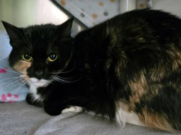 PEI Humane Society