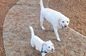 Udonstar Labradors Alberta